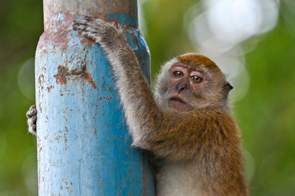 A long-tailed macaque, also called cynomolgus macaques, climbs a pole in Indonesia in 2023. (Chaideer Mahyuddin  / AFP via Getty Images file)