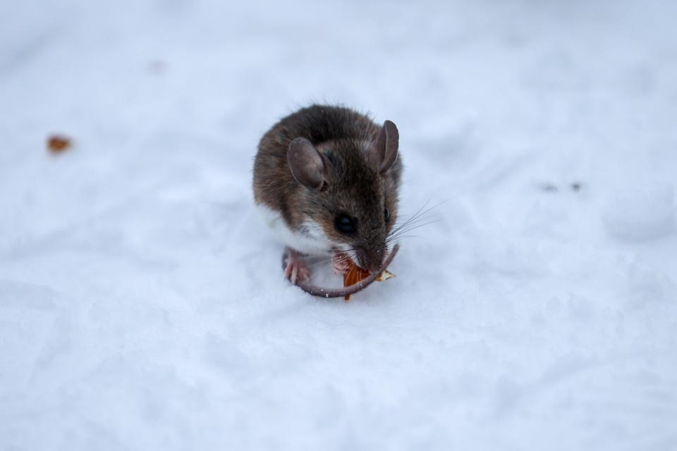 brown mouse with white belly sits eating small piece of something in the snow