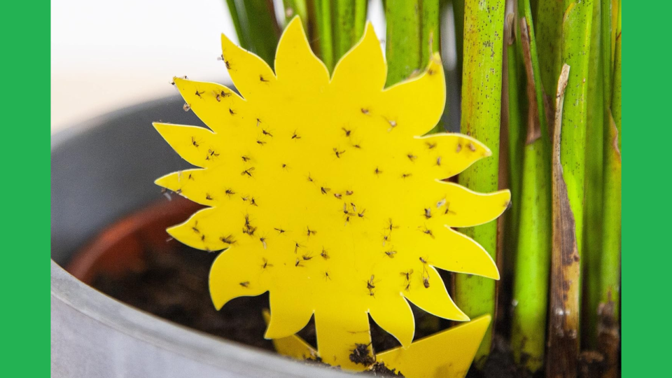 Insects stuck to the yellow, flower-shaped insect trap, which is inside a potted plant