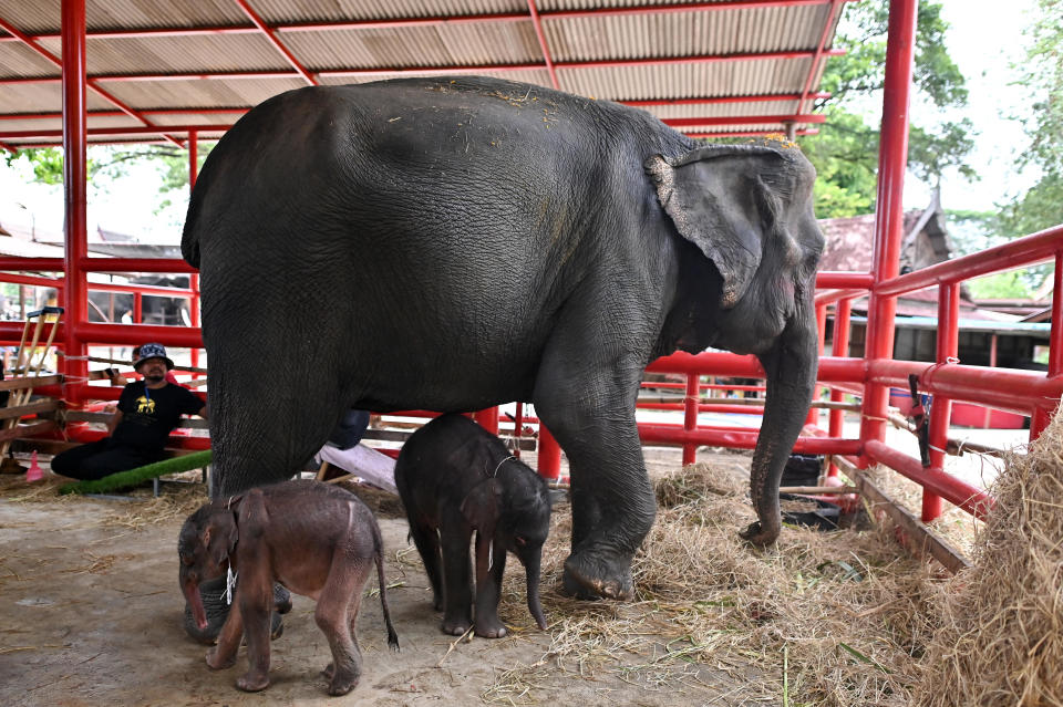 Newborn elephant twins, a female (L) and a male (C), stand next to their mother Jamjuree at the Ayutthaya Elephant Palace and Royal Kraal in Ayutthaya on June 10, 2024. / Credit: MANAN VATSYAYANA/AFP via Getty Images