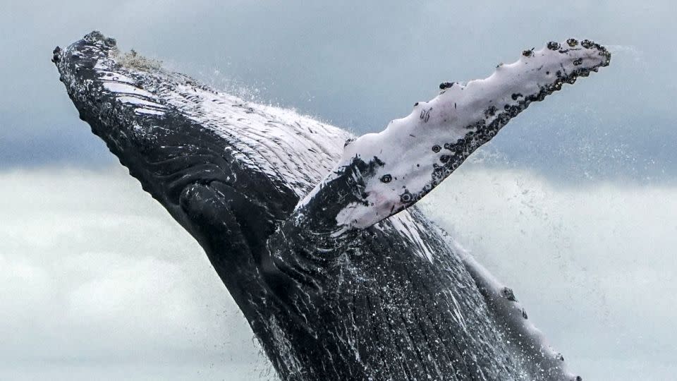 A Humpback whale jumps in the surface of the Pacific Ocean at the Uramba Bahia Malaga National Natural Park in Colombia, on August 12, 2018. - Miguel Medina/AFP/Getty Images