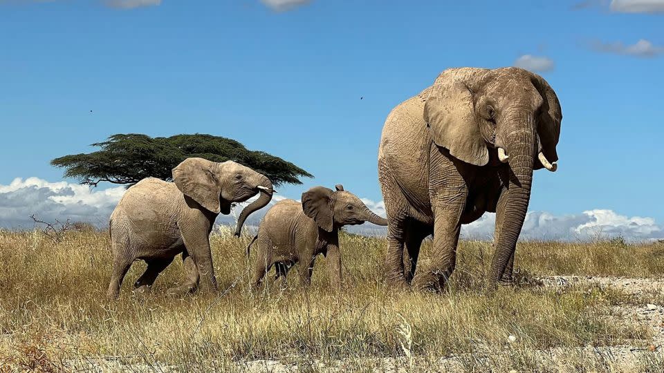 An elephant leads her calves away from danger in northern Kenya. - George Wittemyer