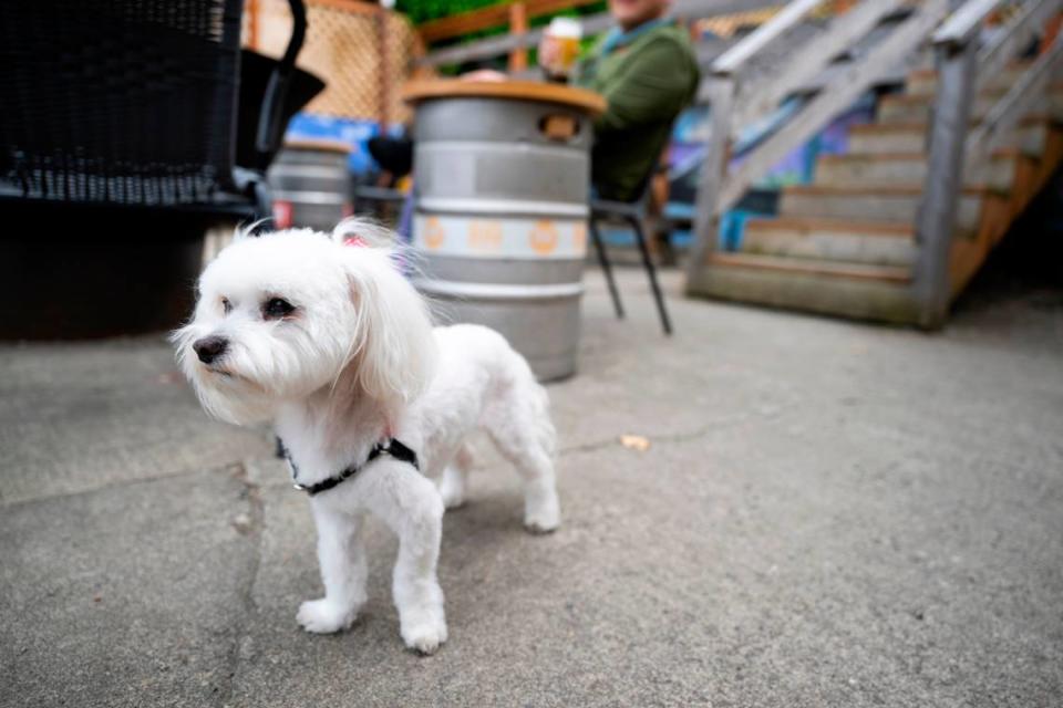 Grape and owner BJ enjoy the warmer weather on the patio of Beer Star on Thursday, June 13, 2024, in Tacoma. The bar has ample indoor and outdoor space for people and pups.