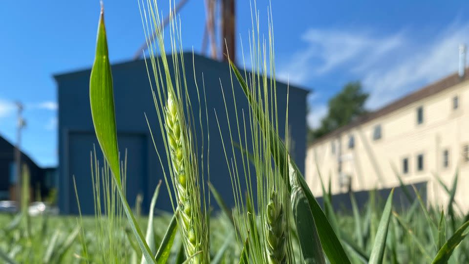 "Wheatfield: An Inspiration" will be harvested in the fall, with its wheat eventually milled and used by local bakeries to keep regional food banks stocked. - Jenny Moore/Tinworks