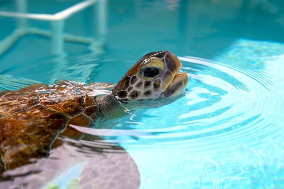 Loggerhead Marinelife Center