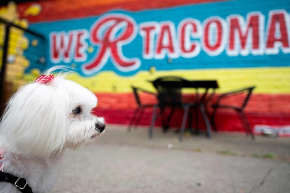 Grape, who enjoys sneaking laps of domestic lagers, enjoys the warmer weather on the patio of Beer Star on Thursday, June 13, 2024, in Tacoma, Wash.