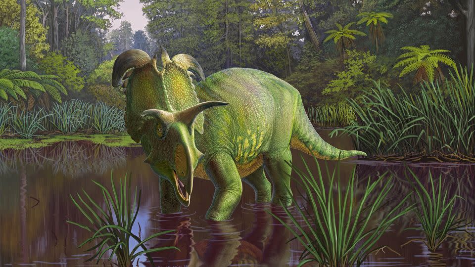 An artist's illustration depicts what Lokiceratops might have looked like 78 million years ago living in the swamps of what's now northern Montana. - Sergey Krasovskiy/Museum of Evolution