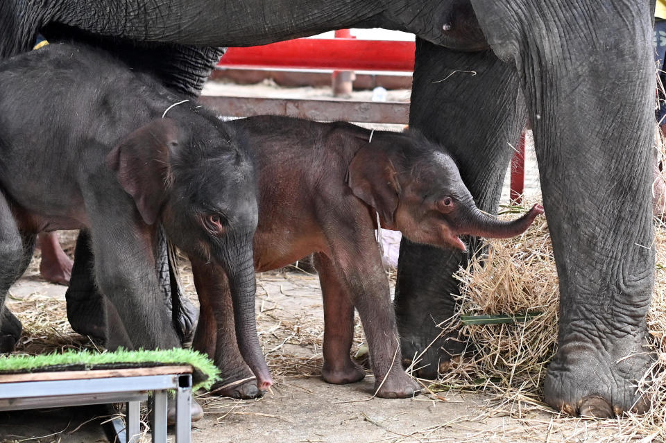 Newborn elephant twins, a female (R) and a male (L), stand next to their mother Jamjuree at the Ayutthaya Elephant Palace and Royal Kraal in Ayutthaya on June 10, 2024. / Credit: MANAN VATSYAYANA/AFP via Getty Images