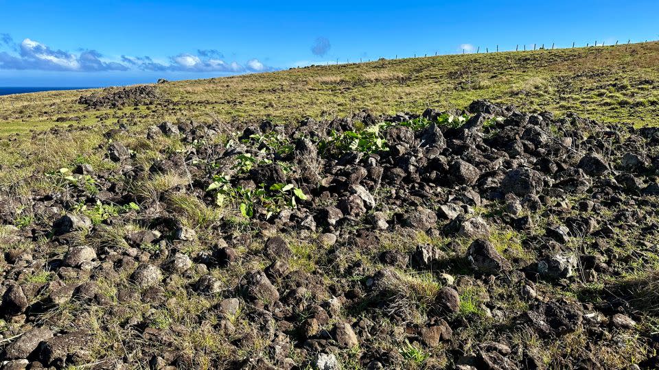 An ancient farming technique known as rock mulching used scattered and pulverized rocks to make the land more productive by adding and sealing in nutrients and moisture. - Terry Hunt