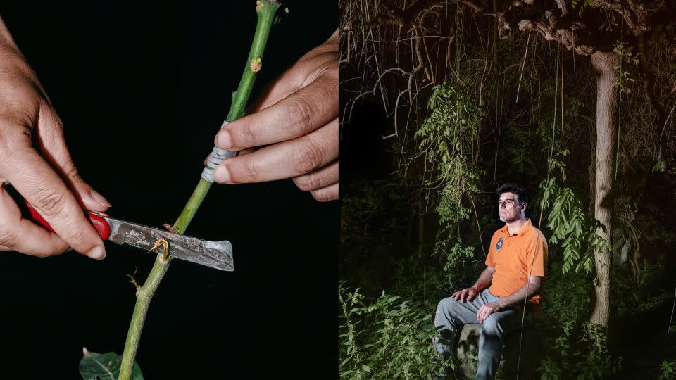 The "Tropicalia" series documents how Sicilian farmers are adapting to climate change. Francesco Verri (right) has started cultivating tropical fruits such as mangoes in response to rising temperatures on the island. - Jean-Marc Caimi and Valentina Piccinni