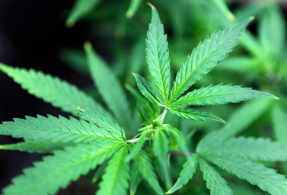 Marijuana plants are displayed for sale at Canna Pi medical marijuana dispensary in Seattle, Washington on November 27, 2012.