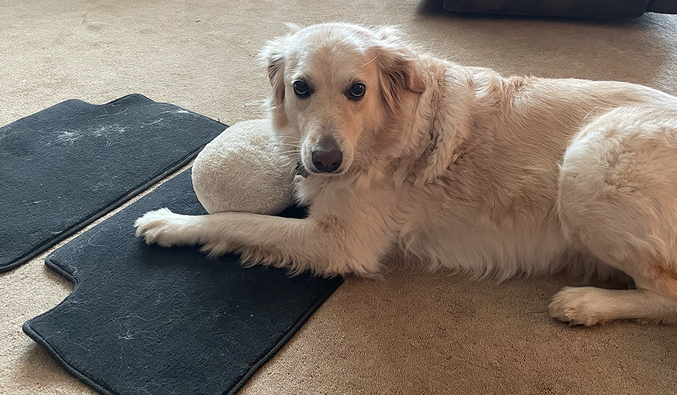 A retriever dog is shown shedding on car mats for Yahoo Life's Best Dyson stick vacuums guide.