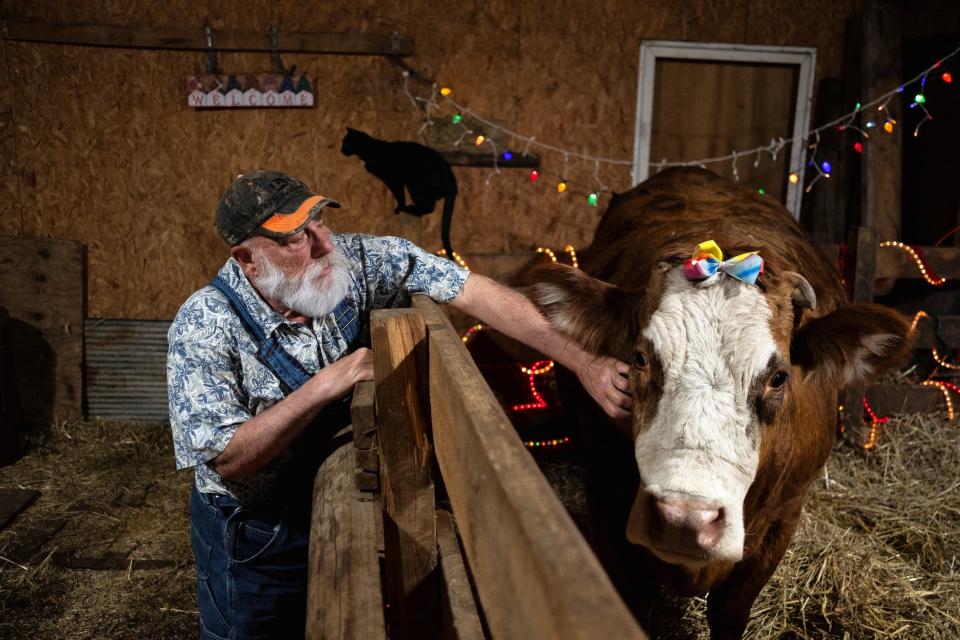 farmer man in overalls blue and white button shirt and camo cap reaches over a wooden fence to scratch a cow wearing a bow inside an indoors stall full of hay