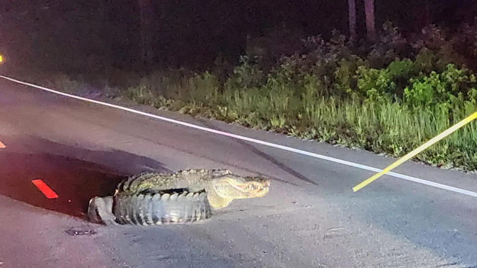 alligator in the road