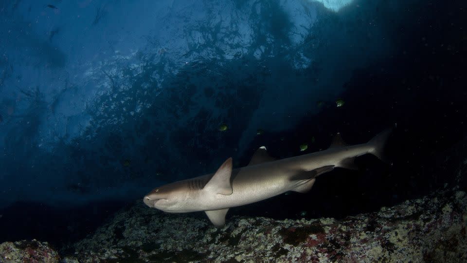 Listed as threatened under the Endangered Species Act, oceanic whitetip shark numbers in the Pacific Ocean have fallen an estimated 80 to 95% within the last 30 years, according to NOAA. - Luis Javier Sandoval/VW Pics/Universal Images Group/Getty Images