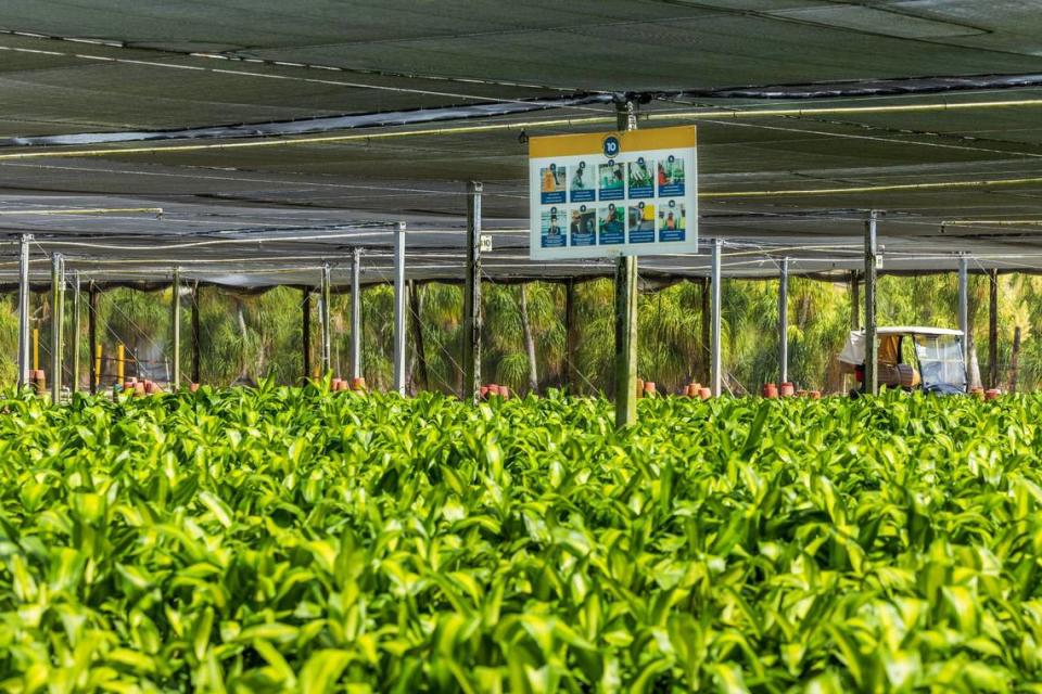 A sign with the “10 Golden Rules” for workers to follow while working is display on a field of mascane and potho plants at the Costa Farms, in Homestead, on Friday, June 28, 2024.