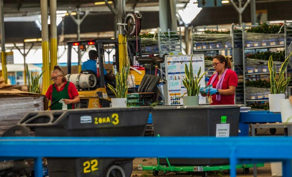 Employees classify plants ready for shipping in the packing area at the Costa Farms, in Homestead, on Friday, June 28, 2024.