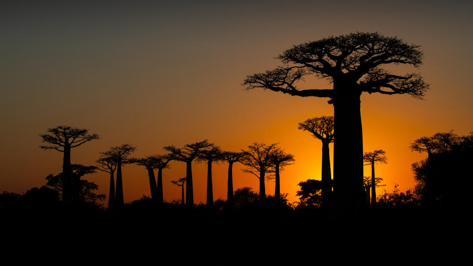 Avenue of the Baobabs, Madagascar