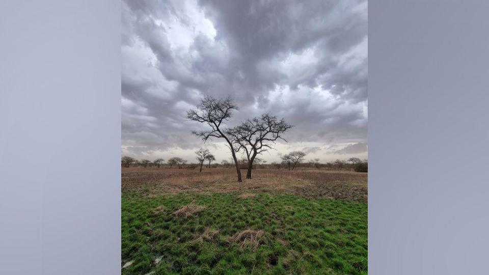 Acacia tree