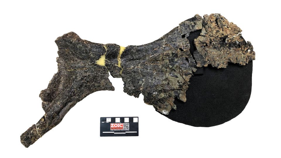 The dinosaur's large pubic hip bone revealed it was a previously unknown species. - University of Portsmouth