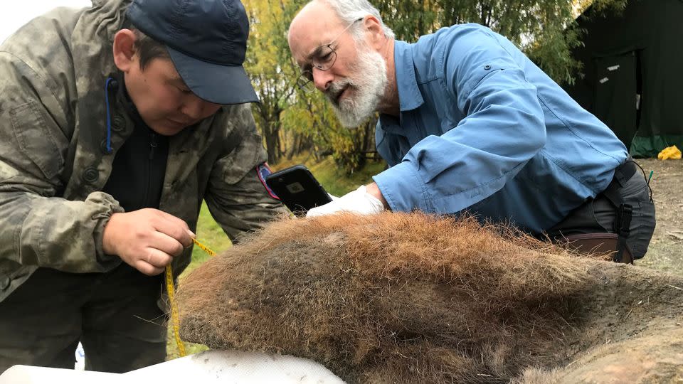 Researchers examine the mammoth skin after it was excavated from permafrost. - Love Dalén/Stockholm University