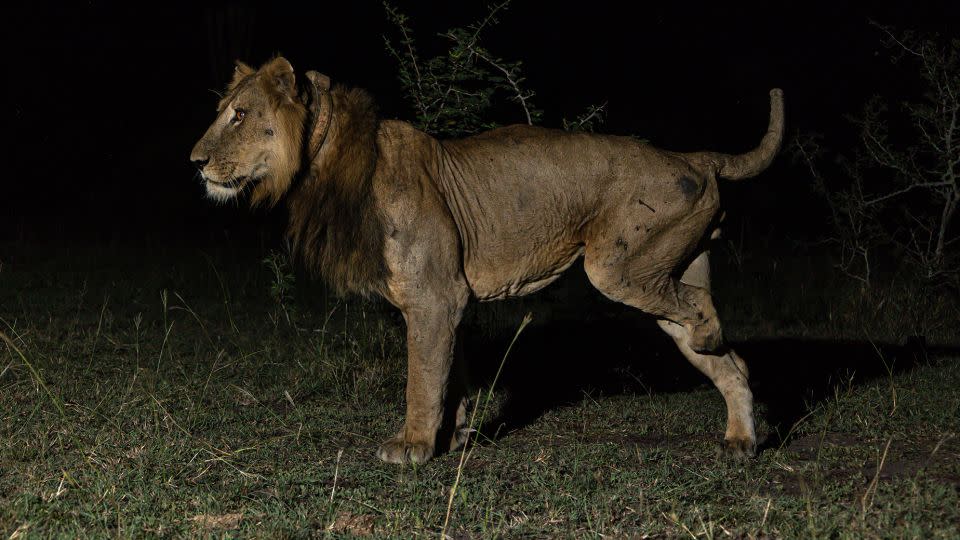 Jacob the lion had to have his leg amputated after getting it caught in a steel poacher's trap. - Alex Braczkowski/Griffith University