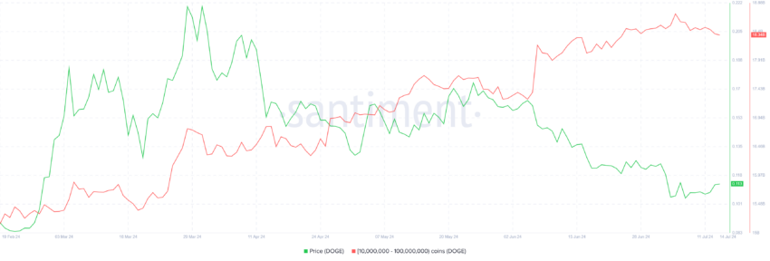 Dogecoin Whale Holding. 