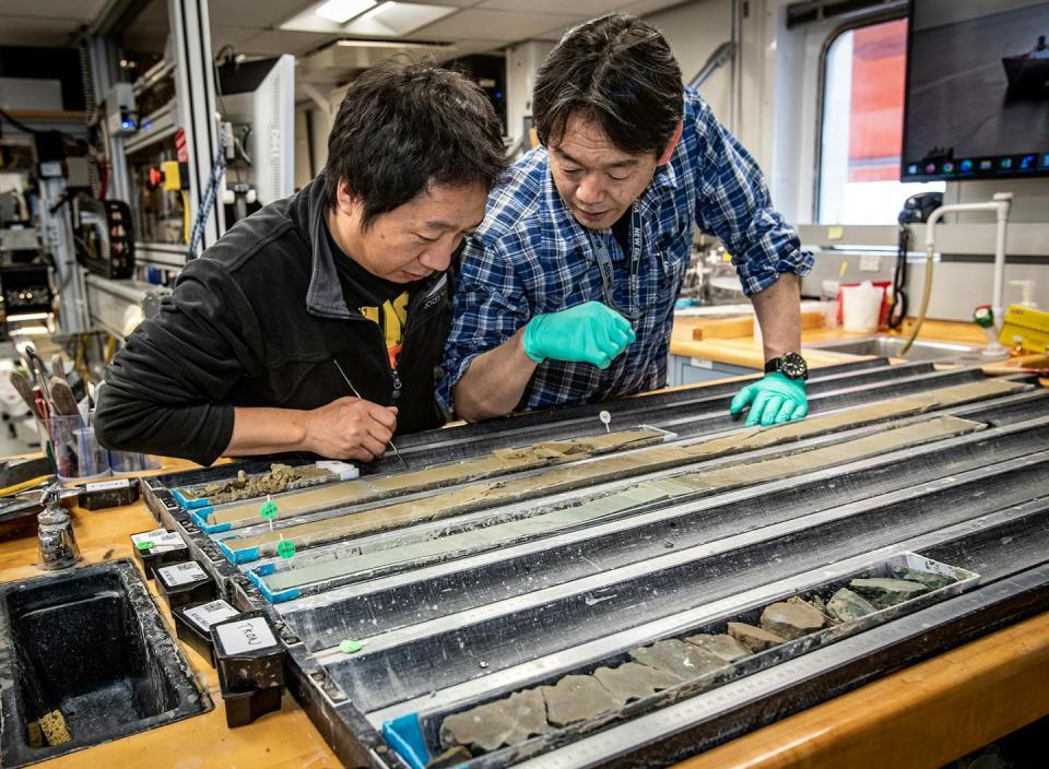 Two researchers lean over a table holding long cylinders of seafloor sample cut in half