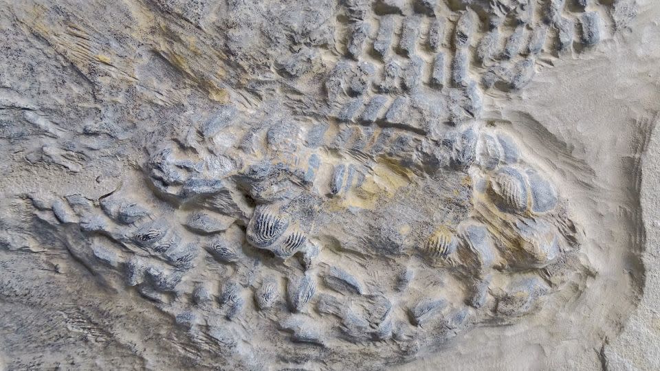 A close-up on the teeth of the complete specimen from Nuevo León. - Courtesy Dr. Jürgen Kriwet