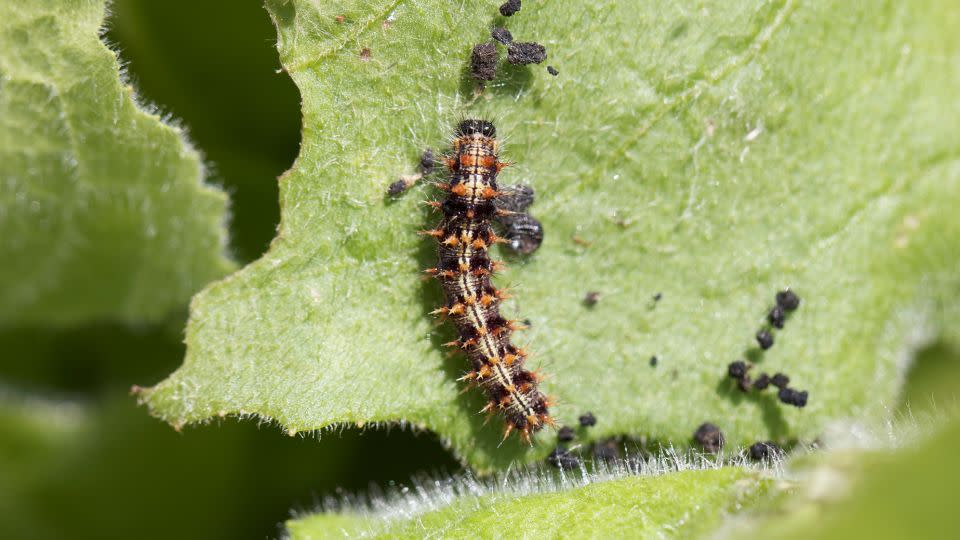 Scientists concluded the butterflies’ birthplace to be in either Western Europe, North Africa or West Africa by using isotope tracing that looks at the composition of the butterflies’ wings for evidence of the types of plants they ate as caterpillars. - Gerard Talavera