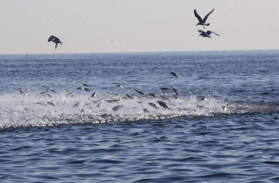 Menhaden are corralled by a commercial bait netter off the coast here in 2011.