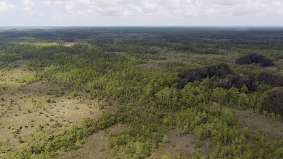 An aerial view of the Green Heart of the Everglades land showing a mosaic of the habitat - cypress, pine and marshes