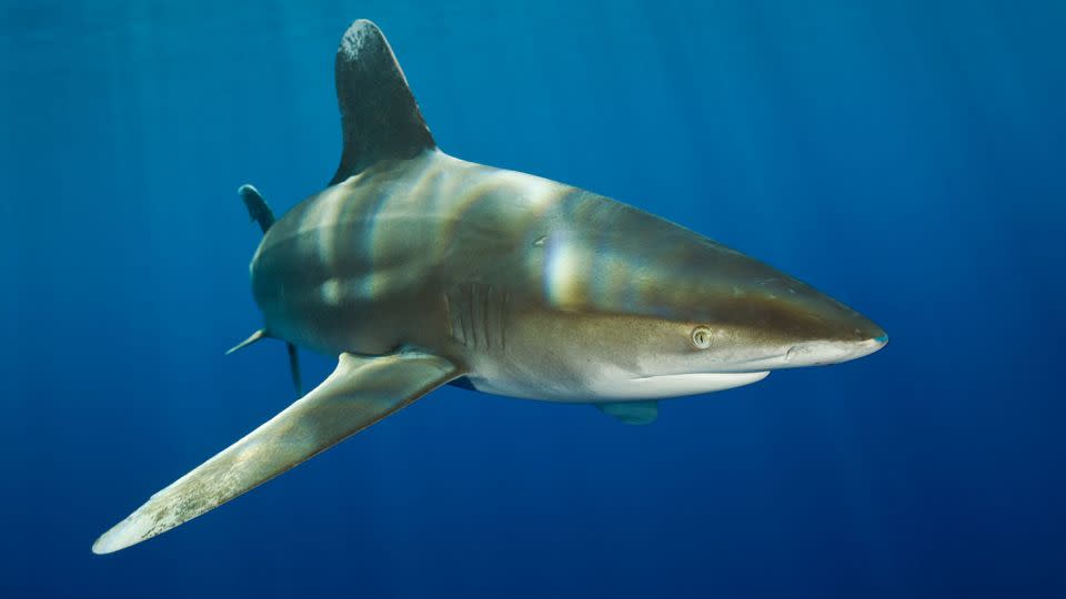 Listed as threatened under the Endangered Species Act, oceanic whitetip shark numbers in the Pacific Ocean have fallen an estimated 80 to 95% within the last 30 years, according to NOAA. - Reinhard Dirscherl/ullstein bild/Getty Images/FILE