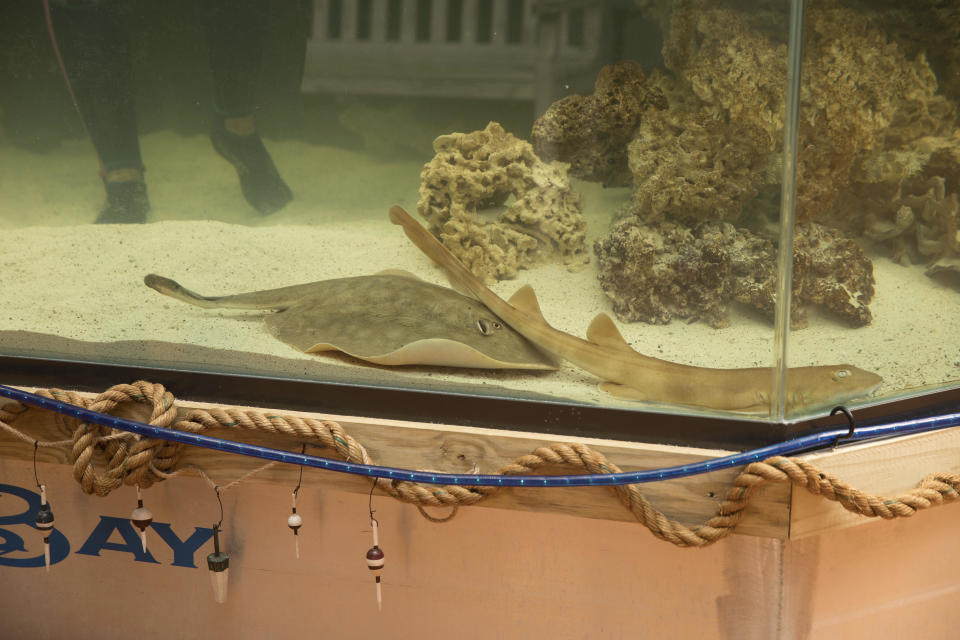 Charlotte in an undated photo at the Aquarium and Shark Lab by Team ECCO in Hendersonville, North Carolina. / Credit: Aquarium and Shark Lab by Team ECCO via AP