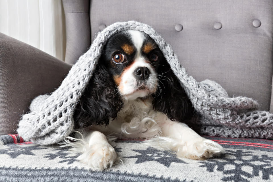 cute dog under a blanket