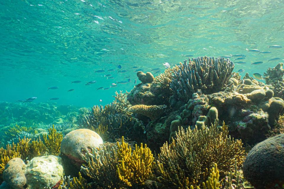 Pursuit's expedition team scoped out a safe spot for snorkeling at Ashmore Reef.