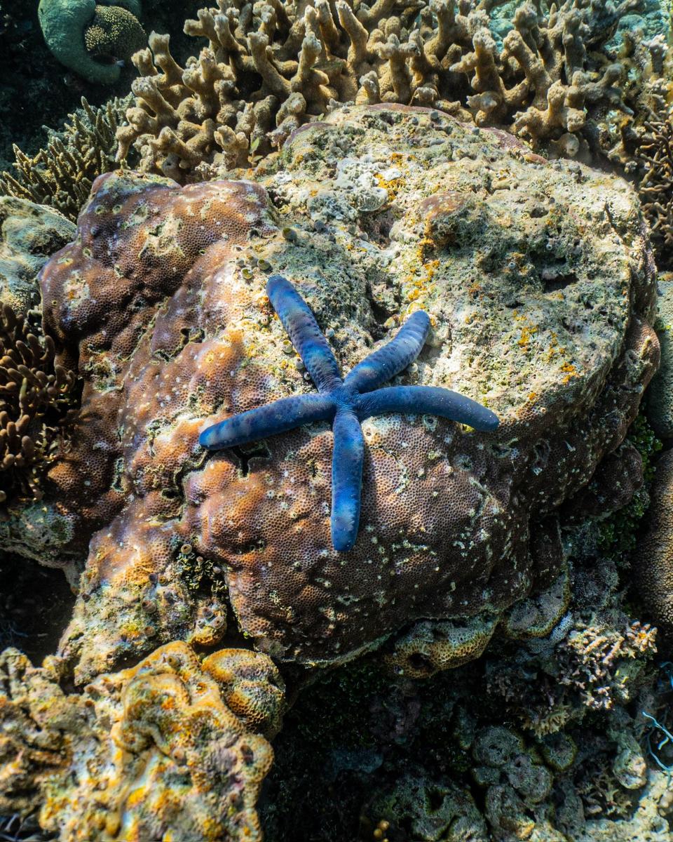 A blue sea star at Ashmore Reef.