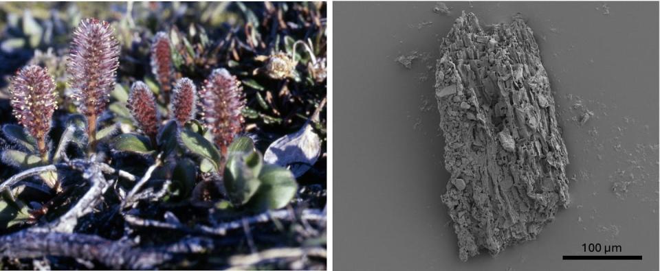 A photo of Arctic willow shrubs, which look nothing like willow trees, and a photo of a tiny wood piece under a microscope.