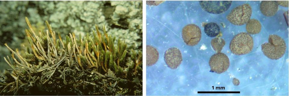 A photo of spike moss and a photo shot under a microscope showing spheres that are spores.