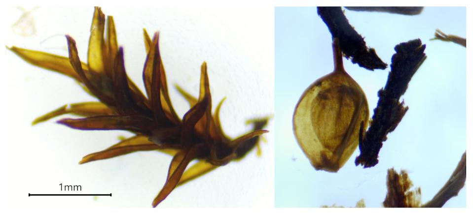 Two microscope images show tiny plant parts. One a moss stem and the other a sedge seed.