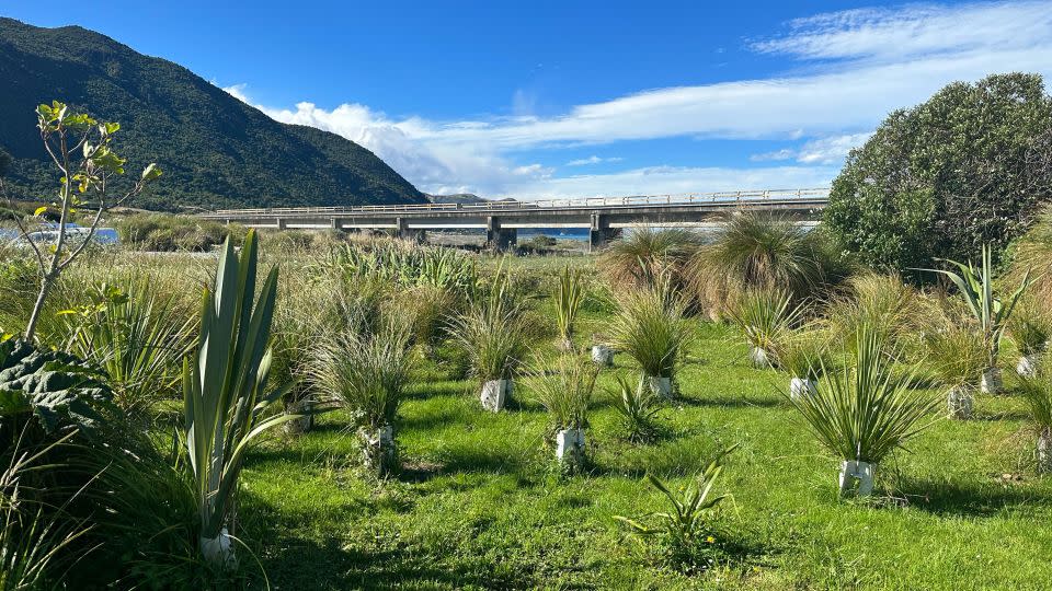 Native trees planted by Te Rūnanga o Kaikōura in Kaikōura. - Alaa Elassar/CNN