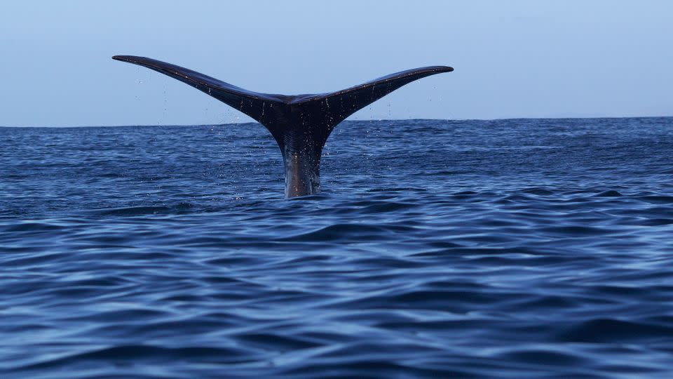 The tail of a giant sperm whale appears above the water as it dives. The whale is viewed from a Whale Watch Kaikōura boat. - Tim Clayton/Corbis/Getty Images