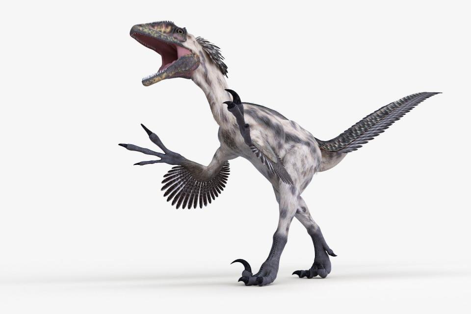 Against a white background, a bird-like dinosaur, with feathers, sharp claws and a long tail, stands upright.