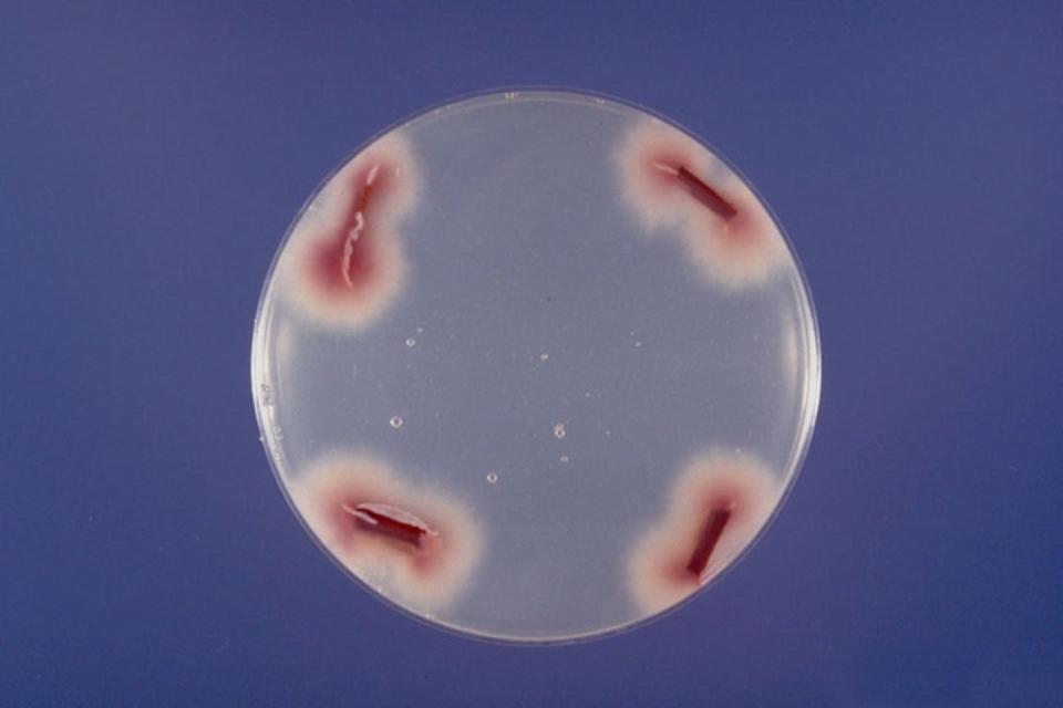 Petri dish with four red, oblong colonies crowing on separate corners