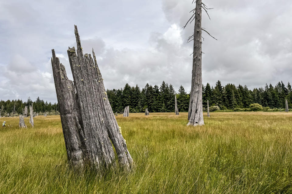 Cascadia (Evan Bush / NBC News)