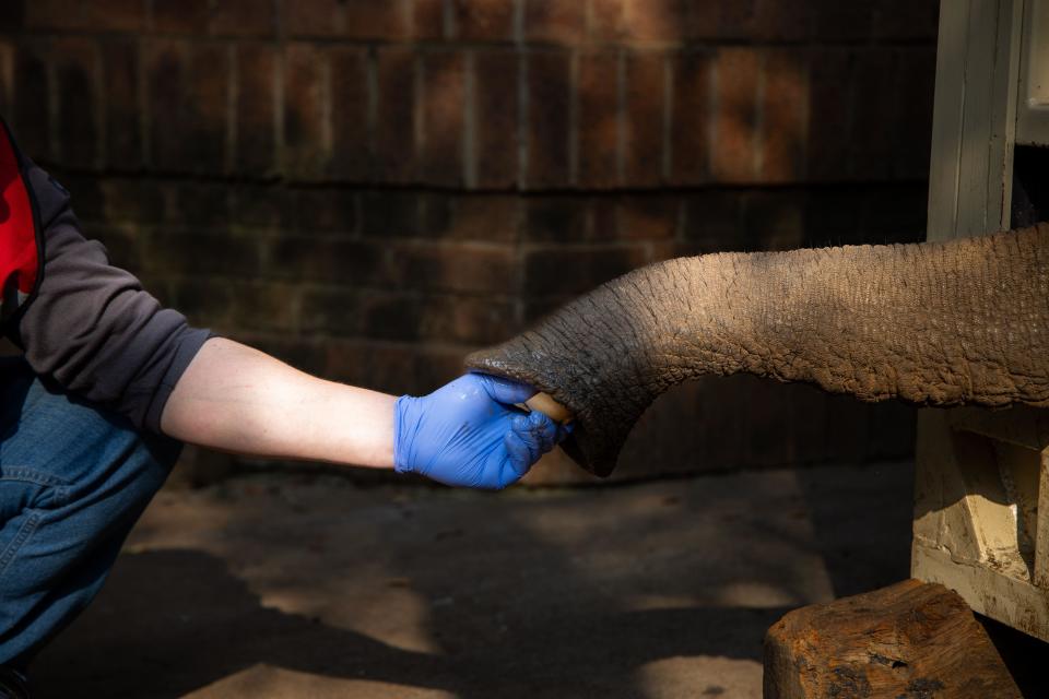 An elephant takes food offered to him from a man's hand.