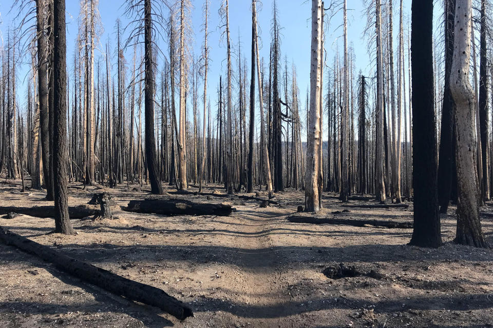 Karen Altergott passed through this burn zone in Lassen Volcanic National Park while hiking the Pacific Crest Trail in 2022. (Courtesy Karen Altergott)