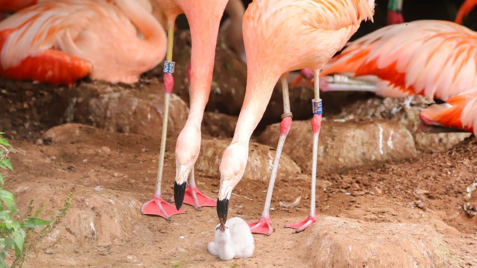 Two male flamingos named Arthur and Curtis successfully hatched an egg together at the Paignton Zoo in southwest England. - Wild Planet Trust