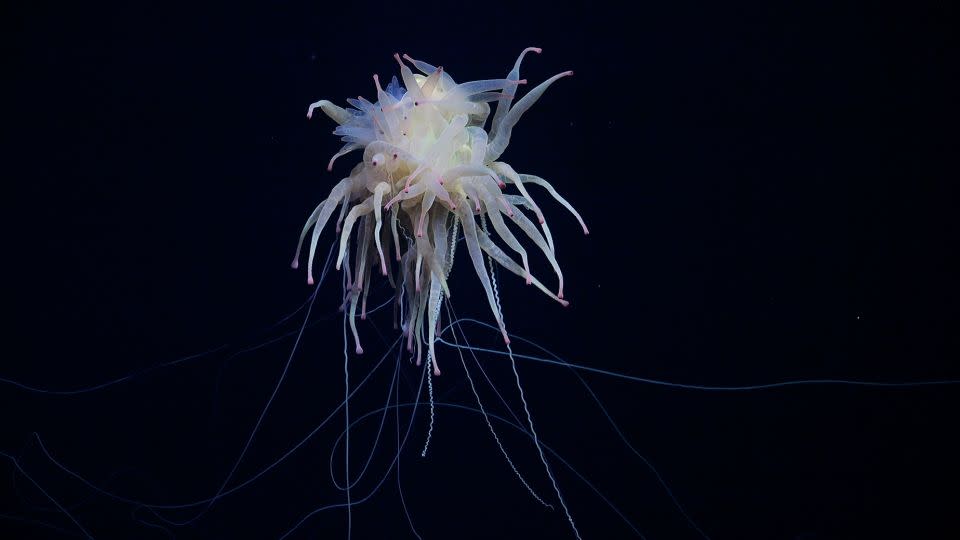 A rarely seen Bathyphysa conifera, commonly known as a flying spaghetti monster, was documented while the research team was surveying an unnamed and unexplored seamount along the Nazca Ridge off the coast of Chile. - ROV SuBastian/Schmidt Ocean Institute