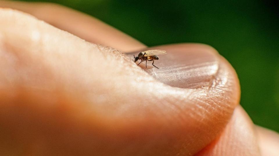 PHOTO: Stock photo of a biting midge. (STOCK PHOTO/Getty Images)